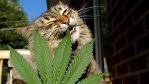 Cannabis Promo, Cannabis Sales, Cannabis Discounts, Cannabis on Sale, 6